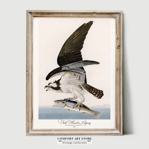 May include: A vintage illustration of a Fish Hawk or Osprey, also known as Falco Haliaetus, with a fish in its talons. The bird is depicted in flight with its wings spread wide. The illustration is framed in a light wood frame.