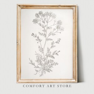 Vintage Kunst Pflanze Kamille Skizze Minimalistische Malerei Rustikale Küche Zeichnung Neutrale Ton Druck Antike druckbare botanische Poster