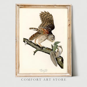 John Audubon Print Bird Poster Barred Owl Vintage Retro Gallery Wall Art Nature Antique Printable Home Decor Instant Digital Download