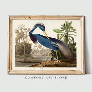 John Audubon Vogel Druck Retro Louisiana Reiher Galerie Wand Kunst Plakat Museum Ausstellung druckbare Natur Wohnkultur sofortiger digitaler Download