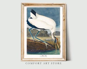John James Audubon Bird Print Wood Ibis Vintage Poster Retro Gallery Wall Art Nature Antique Printable Home Decor Museum Digital Download