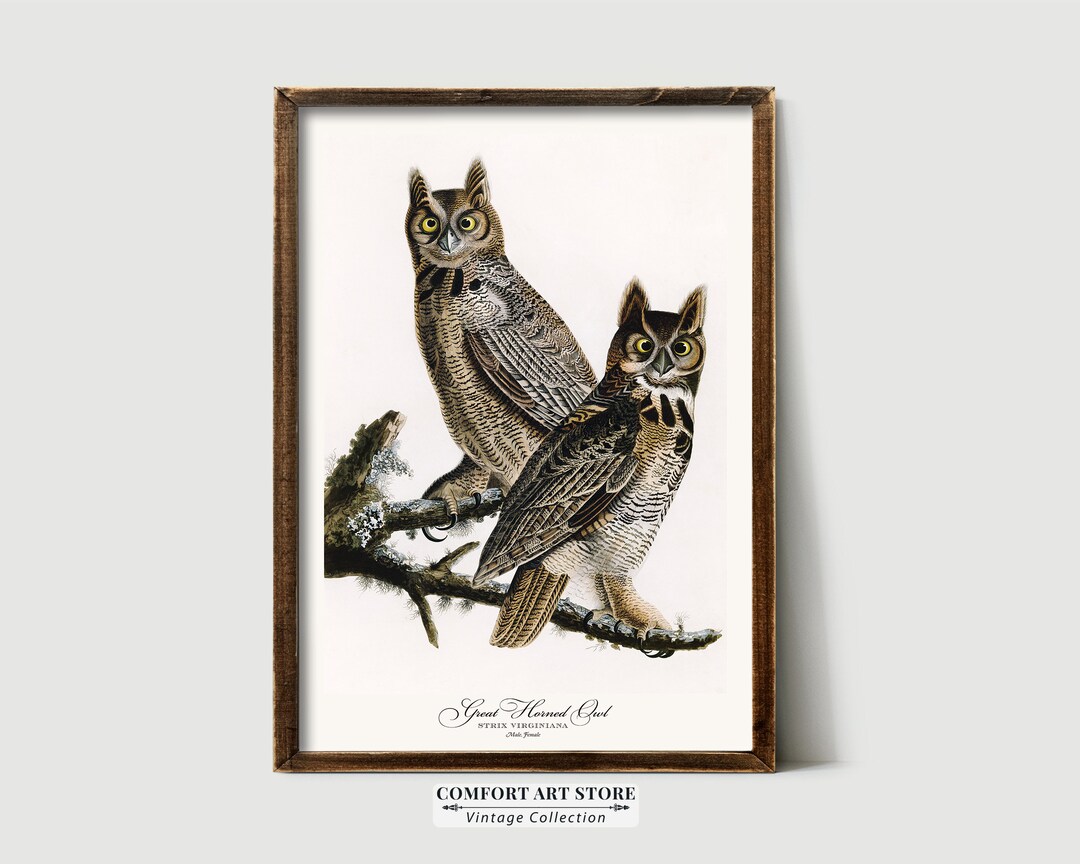 James Audubon Print Bird Lover Gift Horned Owl Poster Vintage Etsy