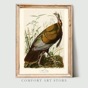 John James Audubon Bird Print Wild Turkey Vintage Poster Retro Nature Gallery Wall Art Antique Printable Home Decor Instant Digital Download