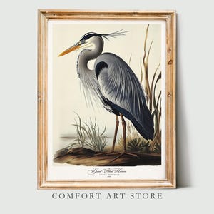 Vogel Print im Audubon Style. Graureiher Poster. Vogel von Amerika Liebhaber Geschenk Vintage Audubon Retro Wand Kunst Blauer Reiher Printable Wohnkultur