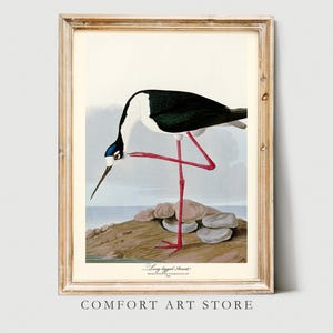 Póster de pájaro con estampado de John Audubon, avoceta de patas largas, galería retro vintage, arte de pared, naturaleza, antigüedad, decoración del hogar, ilustración digital imprimible