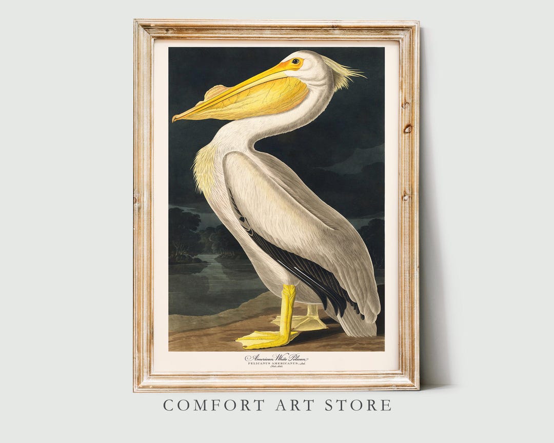 John Audubon Bird Print Retro American White Pelican Gallery Wall Art ...