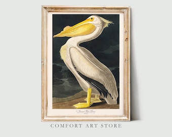 John Audubon Bird Print Retro American White Pelican Gallery Wall Art Poster Museum Exhibition Printable Home Decor Instant Digital Download