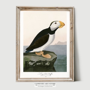 Audubon Druck Seevogel Liebhaber Geschenk Großer Papageientaucher Poster Vintage Natur Retro Botanische Wand Kunst Antike druckbare Wohnkultur digitaler Download