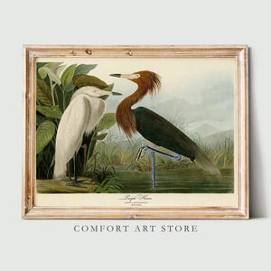 John Audubon Bird Print Retro Purple Heron Gallery Wall Art Poster Museum Exhibition Printable Vintage Home Decor Instant Digital Download