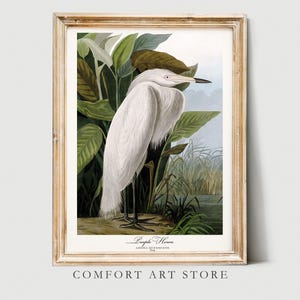 Póster de garza púrpura con estampado de Audubon para amantes de las aves marinas, arte de pared botánico retro de naturaleza vintage, decoración del hogar imprimible antigua, descarga digital