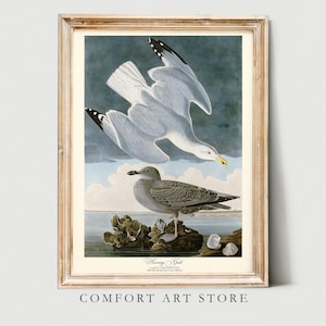 John Audubon Print Bird Poster Herring Gull Vintage Retro Gallery Wall Art Nature Antique Printable Home Decor Instant Digital Download