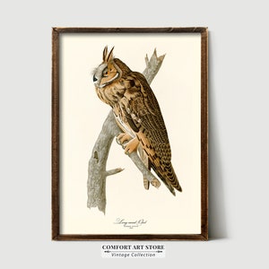 John Audubon Print Bird Poster Long Eared Owl Vintage Retro Gallery Wall Art Nature Antique Printable Home Decor Instant Digital Download