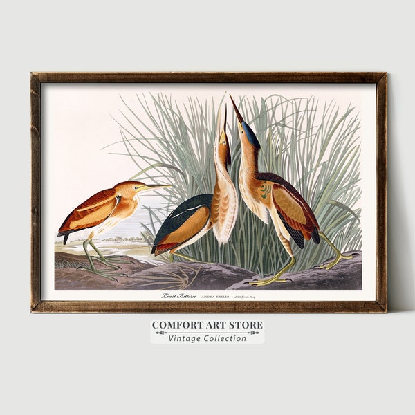 Audubon Print Sea Bird Lover Gift Least Bittern Poster Vintage Nature Retro Botanical Wall Art Antique Printable Home Decor Digital Download