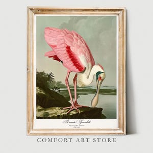 Impresión de aves estilo Audubon, regalo para amantes de las aves marinas, póster de espátula rosada, arte de pared botánico retro de naturaleza vintage, pájaro imprimible, decoración del hogar