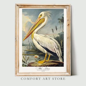 Audubon Style Bird Print White Pelican Print. Poster Bird of America Lover Gift Vintage Nature Retro Wall Art Pelican Printable Home Decor