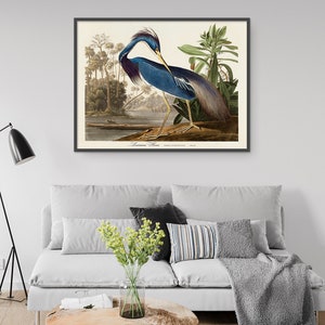 John Audubon Bird Print Retro Louisiana Heron Gallery Wall Art Poster ...