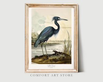 Audubon Style Bird Print Blue Crane Bird of America Poster. Bird Lover Gift Vintage Nature Retro Wall Art Blue Crane Printable Home Decor