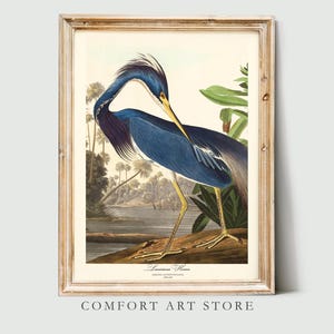 Impresión de pájaro de John Audubon, garza de Luisiana, póster vintage, galería retro, arte de pared, naturaleza, antigüedad, decoración del hogar, descarga digital instantánea