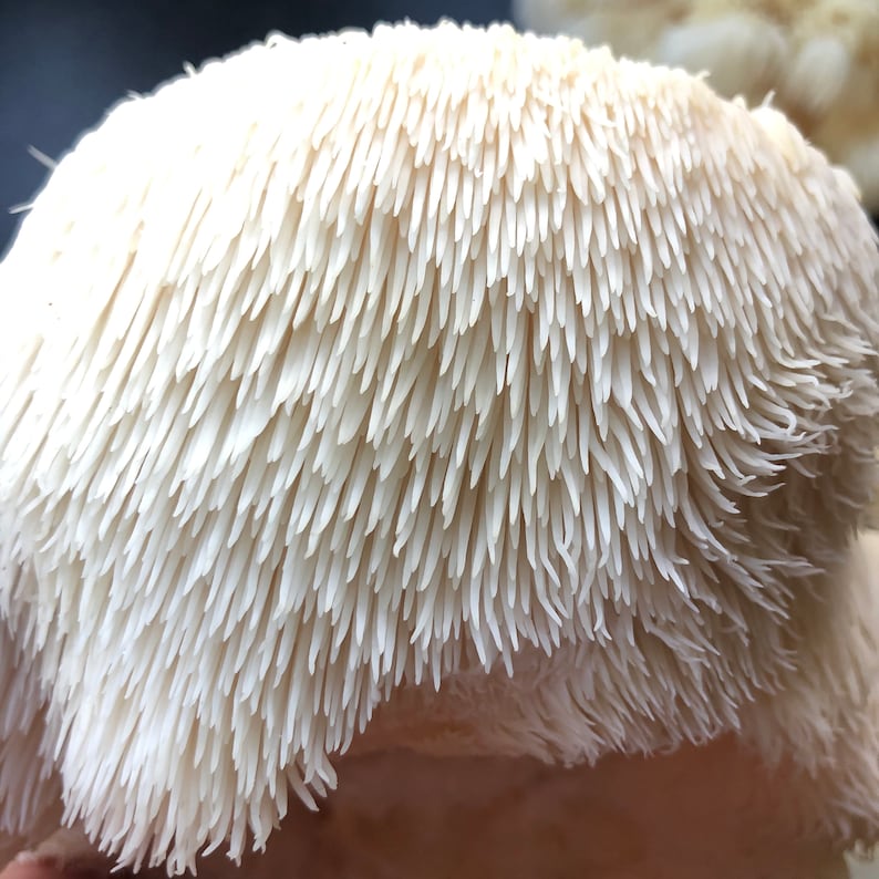 Lion's Mane Grow Kit Hand Made in the UK produces 1kg Etsy UK