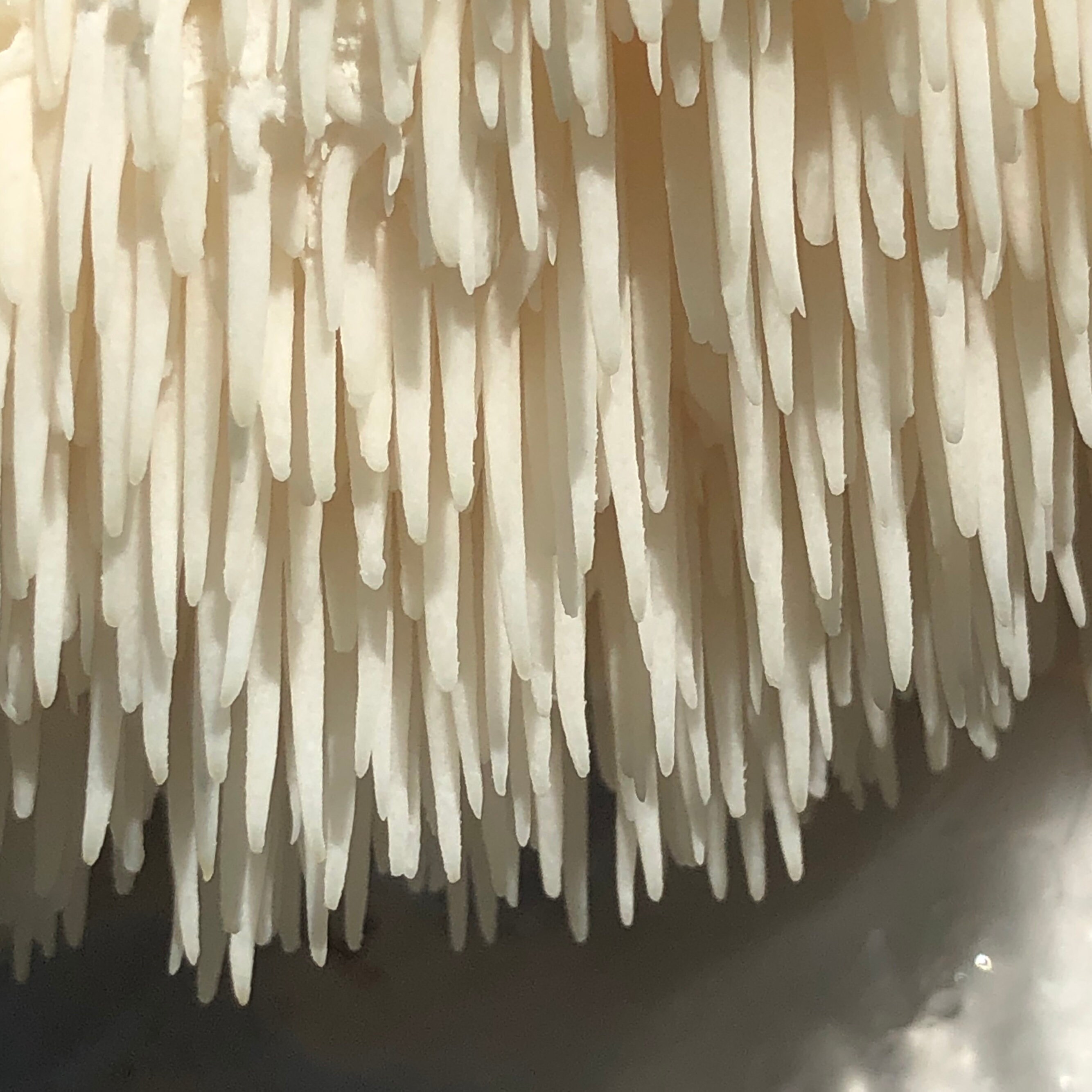 Lion's Mane premium growathome kit grows 1kg of Etsy