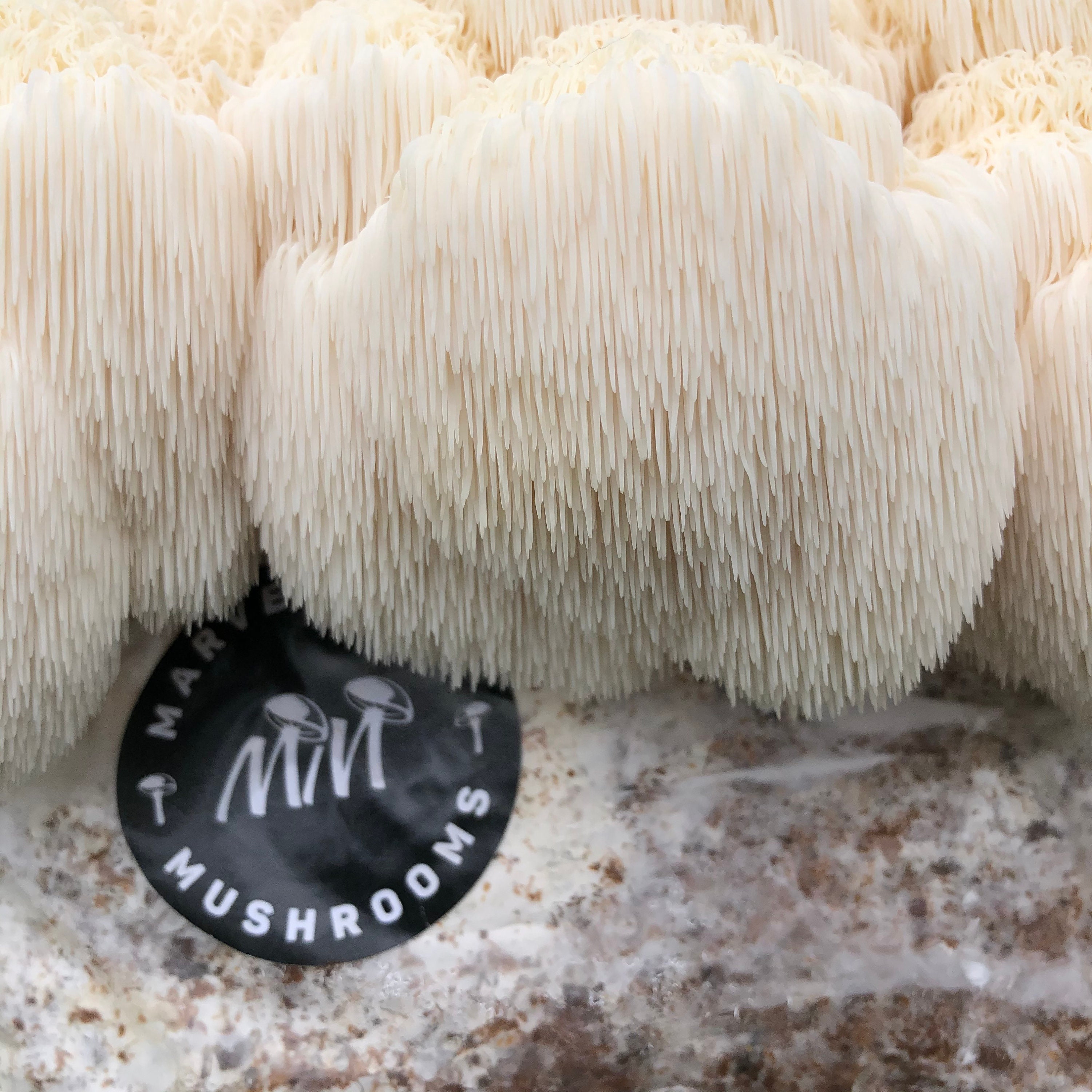 Lion's Mane premium growathome kit grows 1kg of Etsy