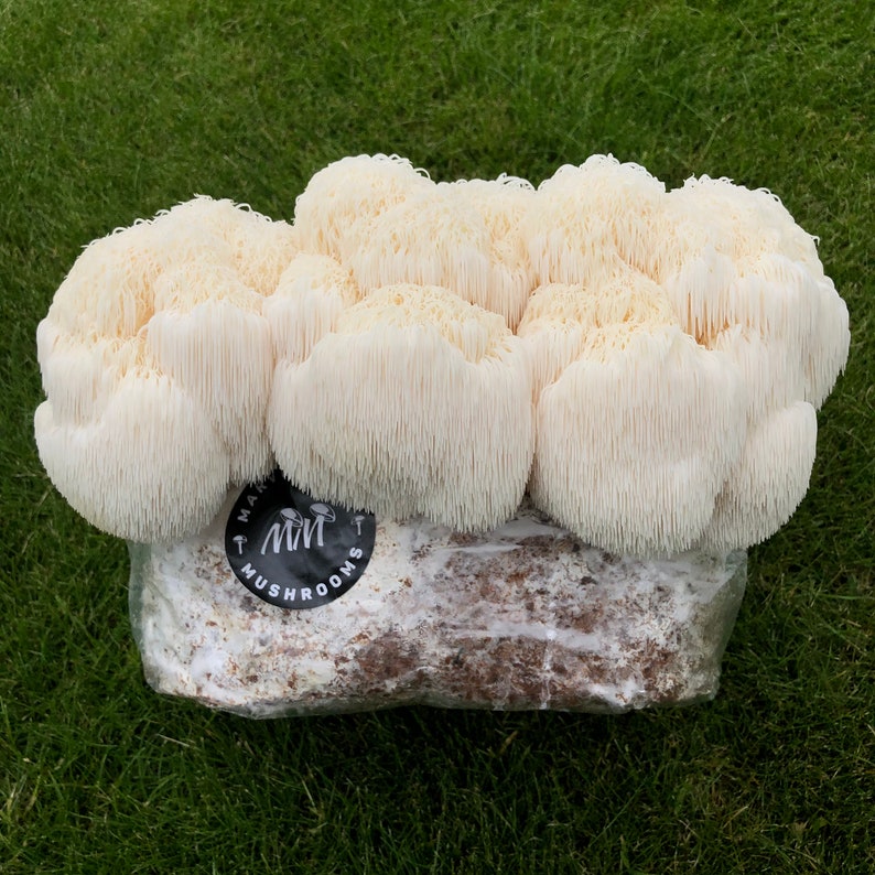 Uk Lions Mane mushroom grow kit produit 1kg Etsy
