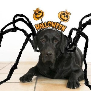 labrador spider costume
