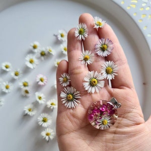 10/20/30 pcs dried &quot;3D&quot; daisies (natural) perfect for resin, diy projects, decoration, soap