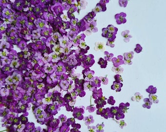mini flores y ramitas secas (prensadas) para proyectos de bricolaje, arte en resina, decoración, jabón