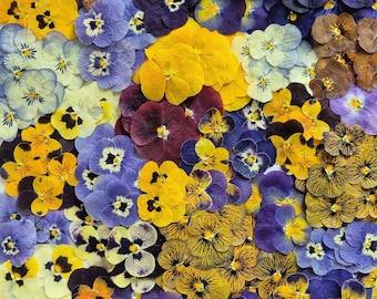 12pcs small dried pansies (natural, pressed) for diy projects, resin art, decoration, soap