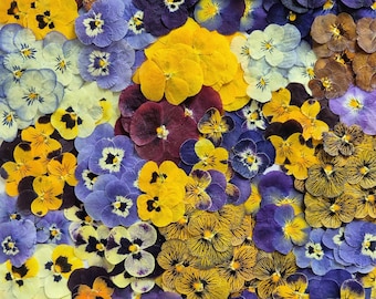 12 petites pensées séchées (naturelles, pressées) pour projets de bricolage, art en résine, décoration, savon