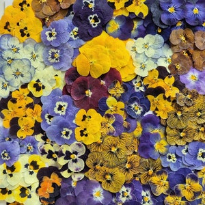May include: A collection of pressed pansies in various shades of purple, yellow, and brown. The flowers are arranged in a random pattern, creating a beautiful and colourful display.