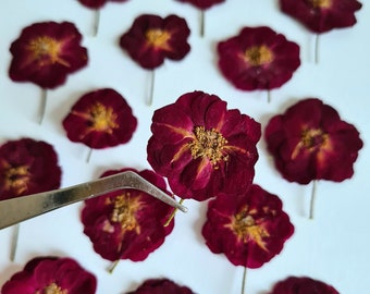 May include: A collection of dried burgundy red rose petals with yellow centers. The petals are arranged on a white surface. A pair of tweezers is holding one of the petals.