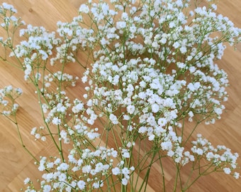 Dried Babys Breath Etsy