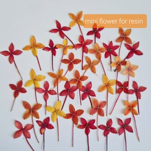 12/24 stuks delicate minibloesems (natuurlijk, geperst) voor doe-het-zelfprojecten, harskunst, decoratie, zeep
