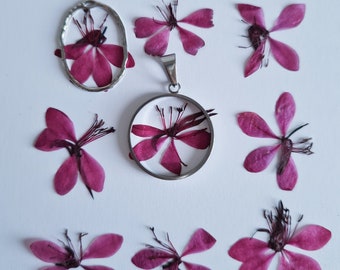 12 stuks gedroogde roze bloesems (natuurlijk, geperst) voor doe-het-zelfprojecten, harskunst, decoratie