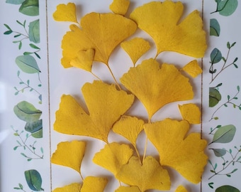 12/25 feuilles de ginkgo séchées (naturelles, pressées) pour projets de bricolage, art en résine, décoration