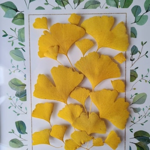 12/25/50 pcs dried ginkgo leaves (natural, pressed) for diy projects, resin art, decoration