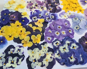 12pcs dried pansies (natural, pressed) for diy projects, resin art, decoration, soap