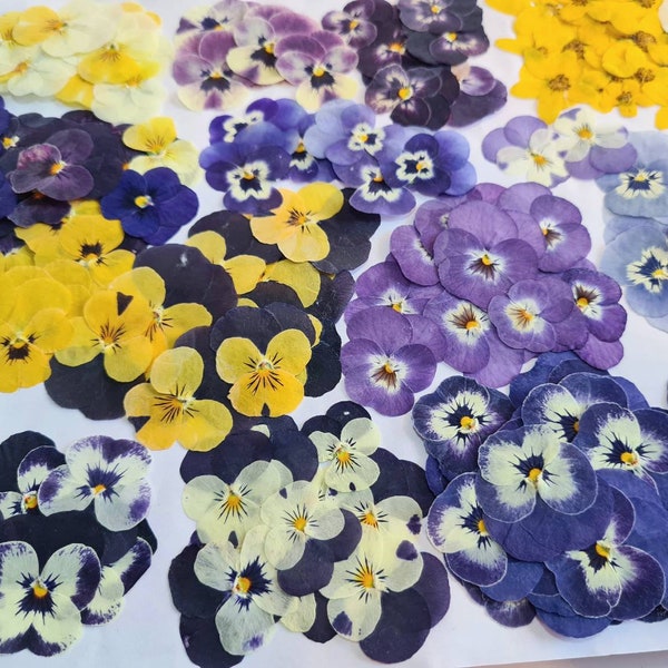 12pcs dried pansies (natural, pressed) for diy projects, resin art, decoration, soap