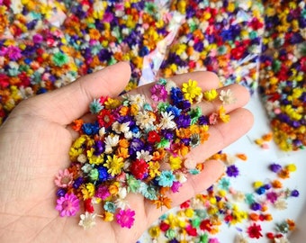 200+ dried mini star daisies for diy projects, resin art, decoration