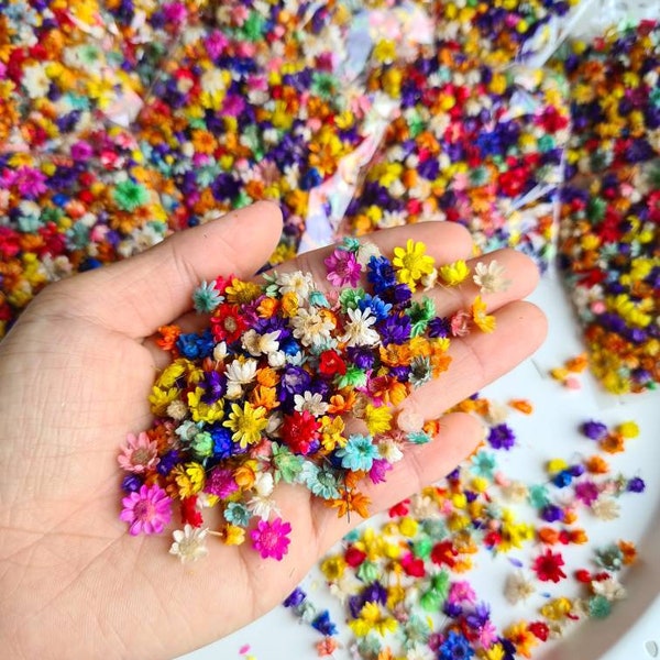 200+ dried mini star daisies for diy projects, resin art, decoration