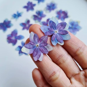 May include: Close-up of two pressed hydrangea flowers in shades of purple and blue, held in a hand. Additional flowers are scattered in the background, creating a delicate floral arrangement. The petals show intricate details.