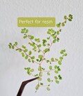 10\/20\/30 pcs small dried green leaves for diy projects, glass frames, resin art, decoration product logo