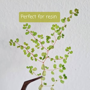 May include: A small green plant with delicate leaves and thin red stems. The plant is perfect for use in resin crafts.