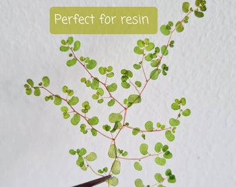 12/24 Stk. Getrocknete Grüne  Blätter (naturbelassen, gepresst) für DIY Projekte, Glasrahmen, Kunstharz, Deko