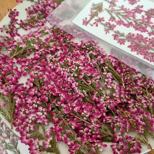 May include: A collection of dried heather sprigs with vibrant magenta and pink flowers and green stems, arranged on a white plate alongside a translucent plastic sleeve containing a printed sheet of matching heather floral illustrations.