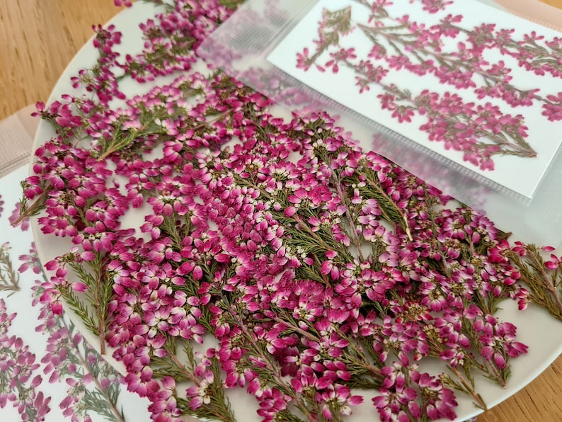 May include: A collection of dried heather sprigs with vibrant magenta and pink flowers and green stems, arranged on a white plate alongside a translucent plastic sleeve containing a printed sheet of matching heather floral illustrations.