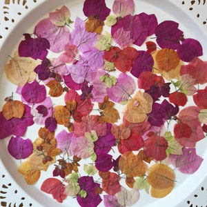 Puede incluir: Una colección de pétalos de buganvilla secos en varios tonos de rosa, rojo, naranja y marrón. Los pétalos están esparcidos en un plato blanco con un borde de encaje decorativo.