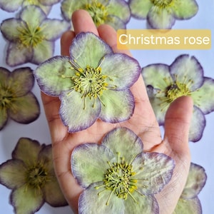6/12 pcs pressed spring flower (natural) for diy projects, resin art, decoration